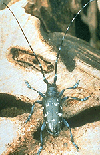 Asian longhorned beetle