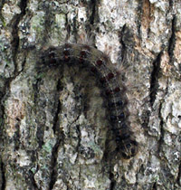 Photo of Gypsy Moth Caterpillar