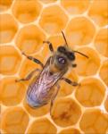 Photo of Bee
