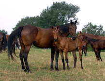 Photo of horses