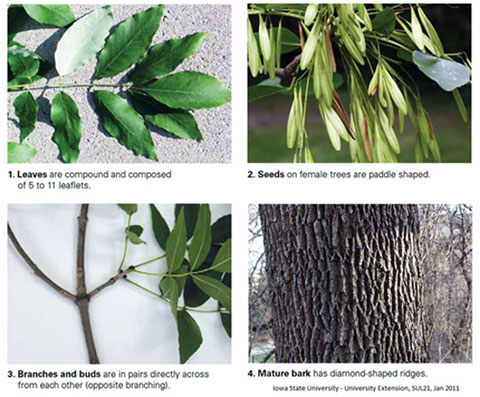 Photo of how to identify an ash tree
