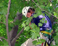 Smokejumper