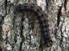 Photo of a gypsy moth caterpillar on a tree