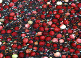 Photo of cranberries