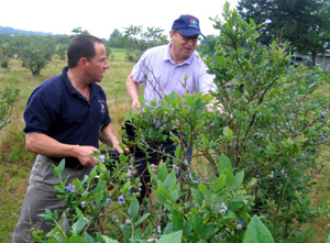 Photo of Assemblyman Albano and Secretary Fisher picking blueberries