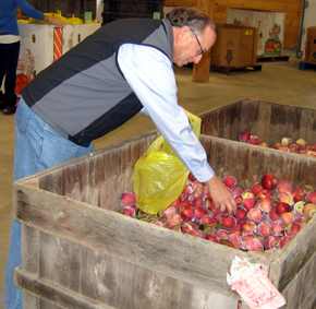 Photo of Secretary Fisher bagging apples