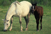 Photo of horses