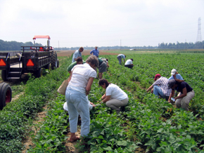 Photo of gleaning at Robson Farm in Wrightstown