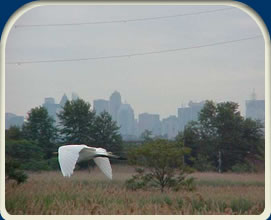 dep photo-sea gull