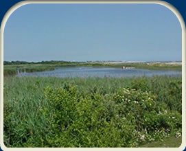 dep photo-wetlands