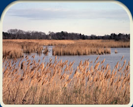 dep photo-wetlands