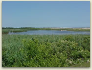 dep photo-wetlands