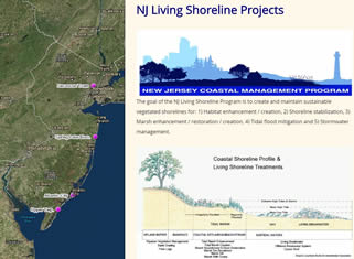 living shoreline projects