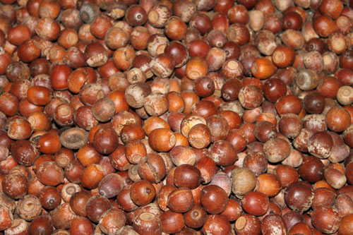 Acorns brought in from state parks to the Nursery.