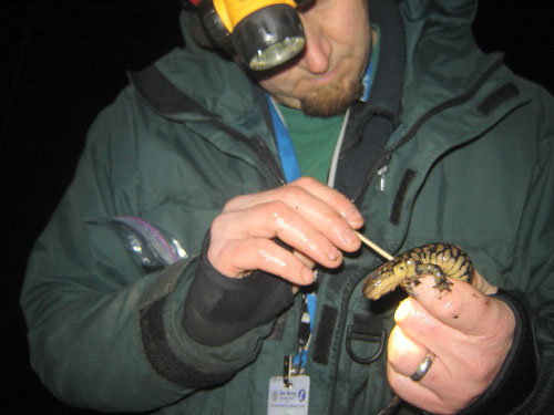  Dave Golden swabs a tiger salamander