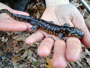 The eastern tiger salamander