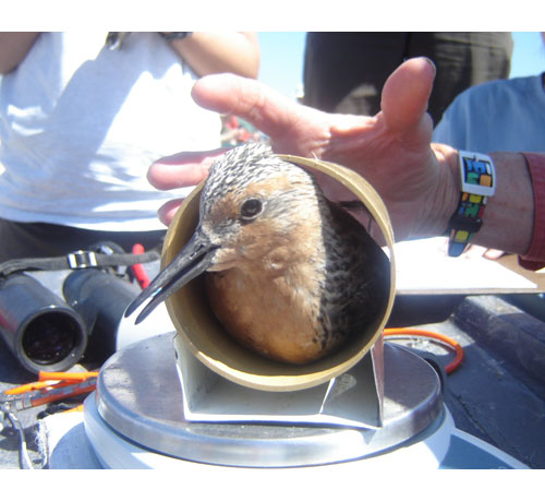 A red knot is weighed