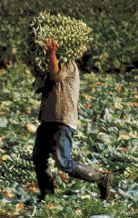 Agricultural Worker Safety Initiative