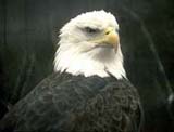 Majestic bald eagle