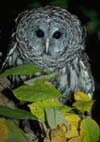 barred owl
