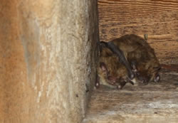 Two Big Brown Bats