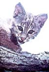 young bobcat