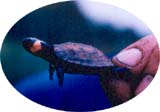 bog turtle
