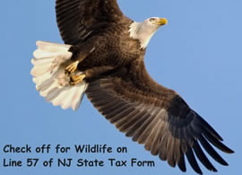 Eagle in flight