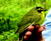 Bird on hand
