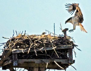 Osprey landing on nest