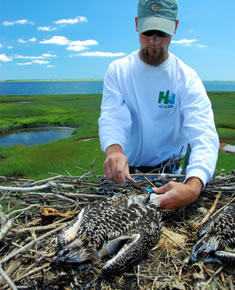 Osprey chicks are tagged on platform