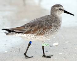 Red knot banded in Florica
