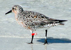Red knot banded in Chile