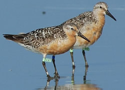 Red knots