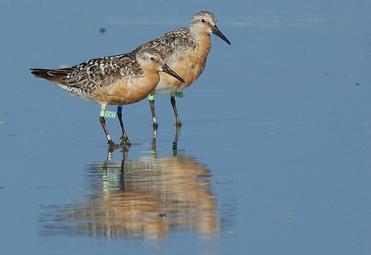 NJDEP Division of Fish & Wildlife Delaware Bay Shorebird Banding
