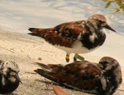 Ruddy turnstones