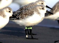 Banded sanderling