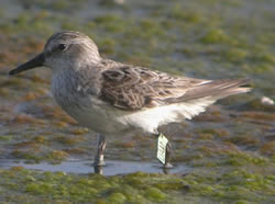 Semipalmated sandpiper