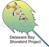 Delaware Bay Shorebird Project Logo Delaware Bay Shorebird Project Logo