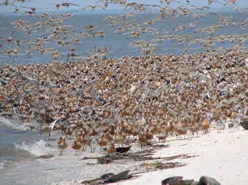 Shorebirds