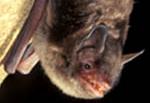 Indiana Bat