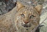 Bobcat