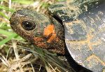 Bog Turtle