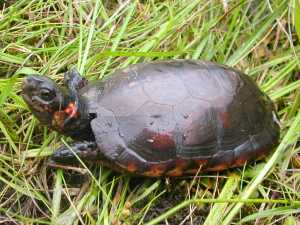 Bog turtle