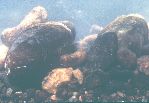 Dwarf Wedgemussel
