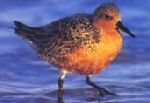 Red Knot