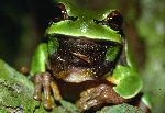 Pine Barrens Treefrog