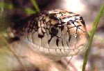 Northern Pine Snake