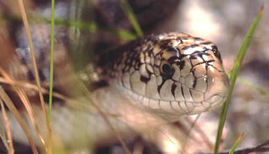 Northern Pine Snake