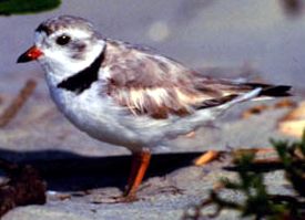 Piping plover